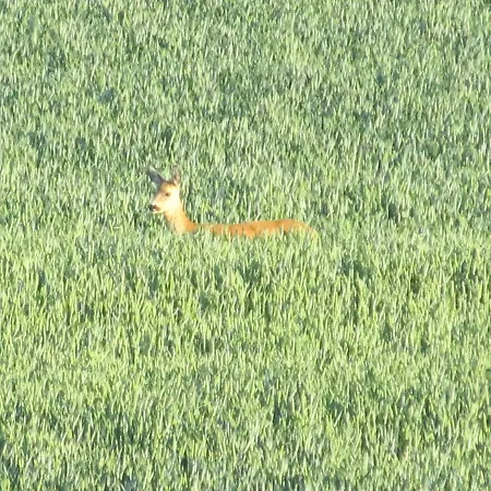 Zum Wiesengrund Im Oderbruch Appartement