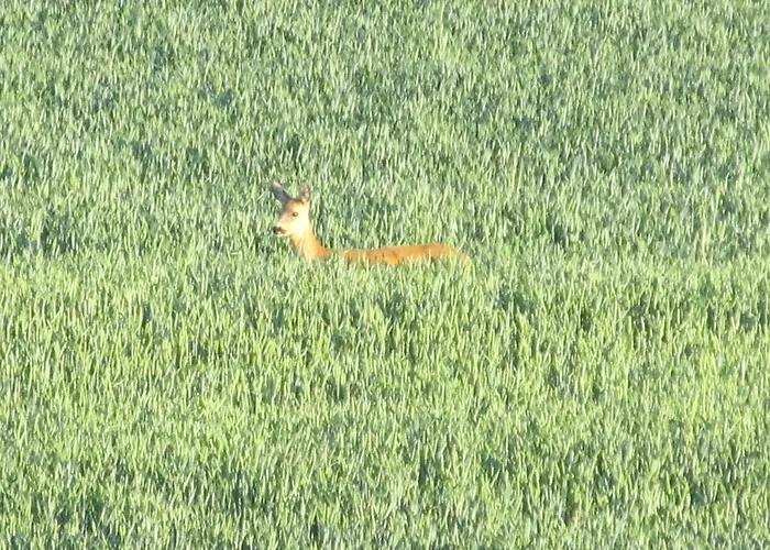 Zum Wiesengrund Im Oderbruch Apartment