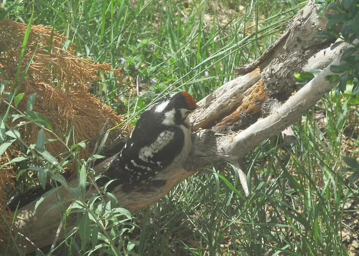 Zum Wiesengrund Im Oderbruch *